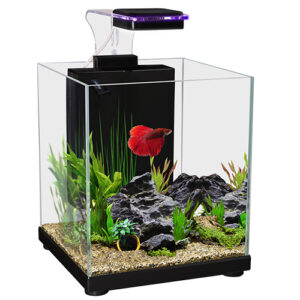 Betta Sanctuary