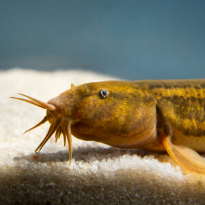 Dojo / Weather Loach