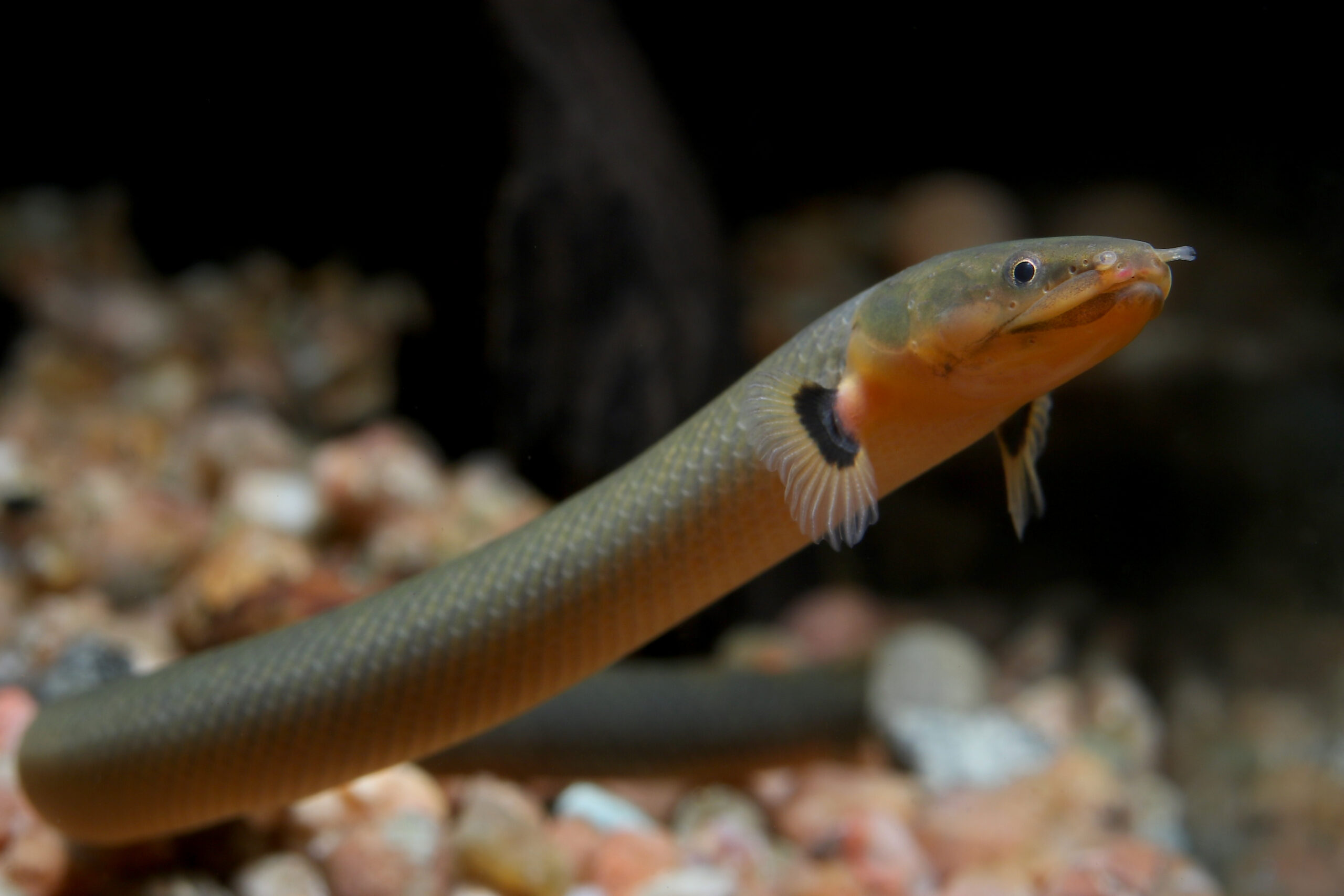 Ropefish,Or,Snakefish,(erpetoichthys,Calabaricus),Is,Funny,Eel-like,Bichir,That