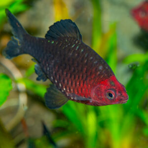 Black Ruby Barb