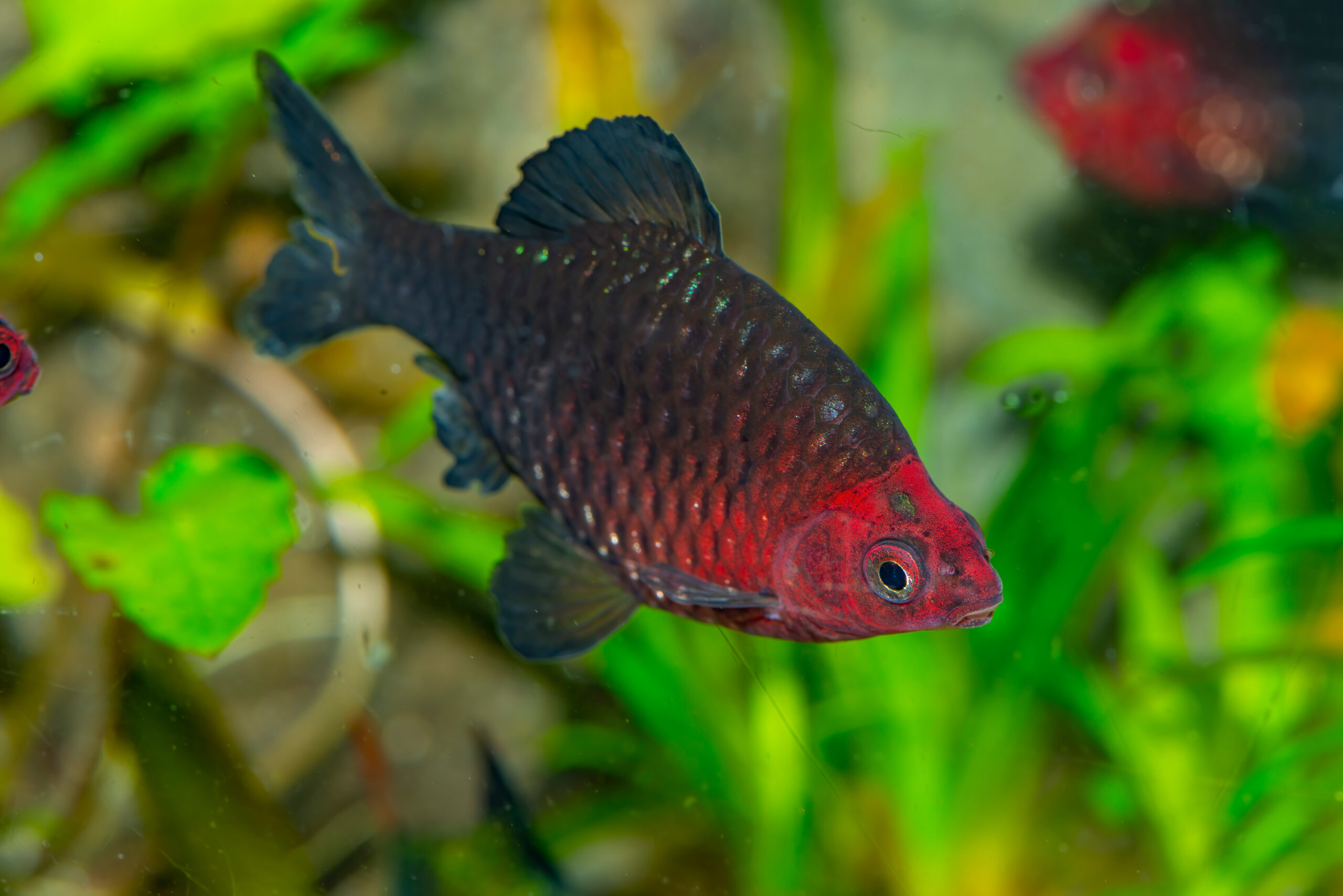 Aquarium,Fish.the,Black,Ruby,Barb,(pethia,Nigrofasciata),Or,Purplehead,Barb