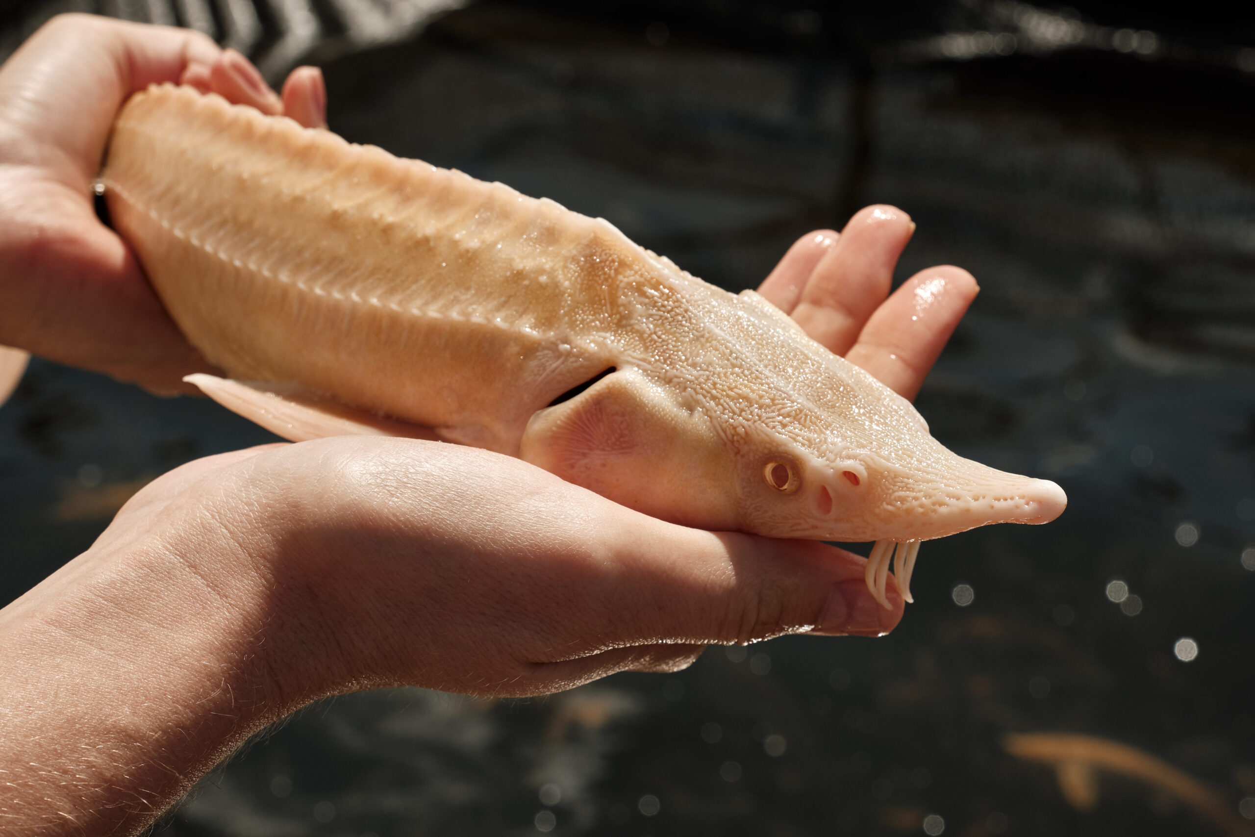 Albino,Sterlet,(acipenser,Ruthenus),In,The,Hands,Of,A,Fisherman.
