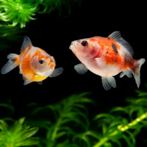 Pearlscale Goldfish