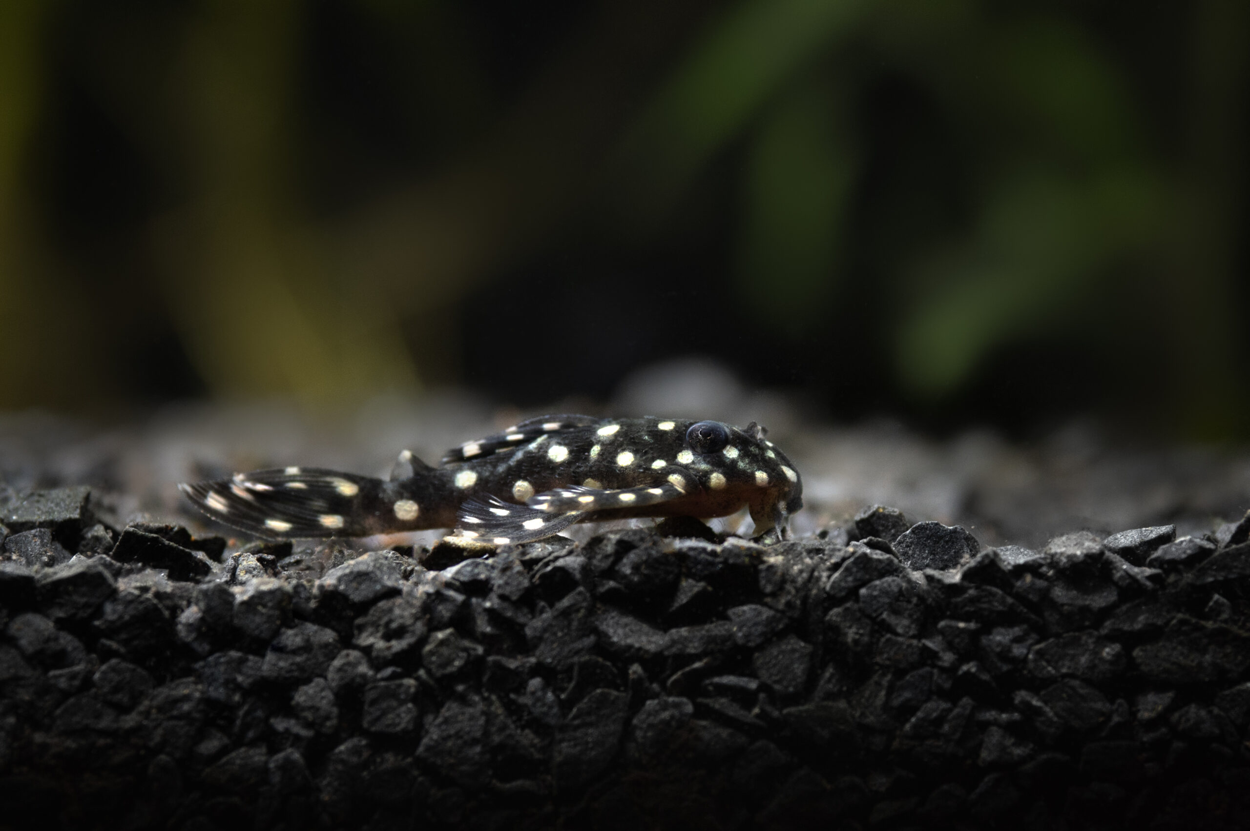 Fresh,Water,Aquarium,Fish,Hypancistrus,L201