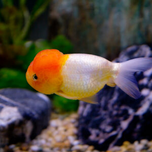 Lionhead Goldfish