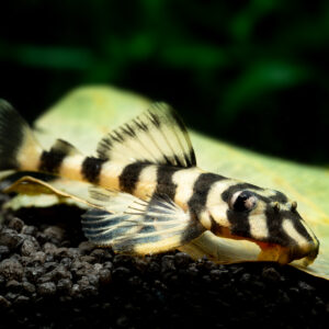 L052 / L168 Butterfly Pleco