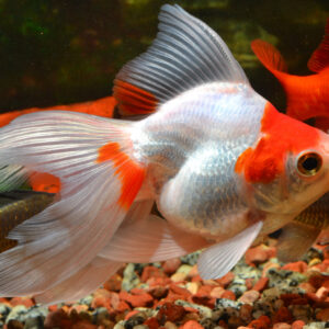 Ryukin Goldfish