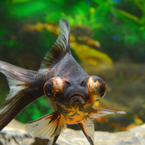 Black Moor / Telescope Goldfish