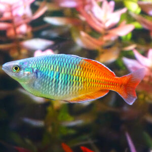 Boesemani Rainbowfish