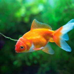 Fantail Goldfish