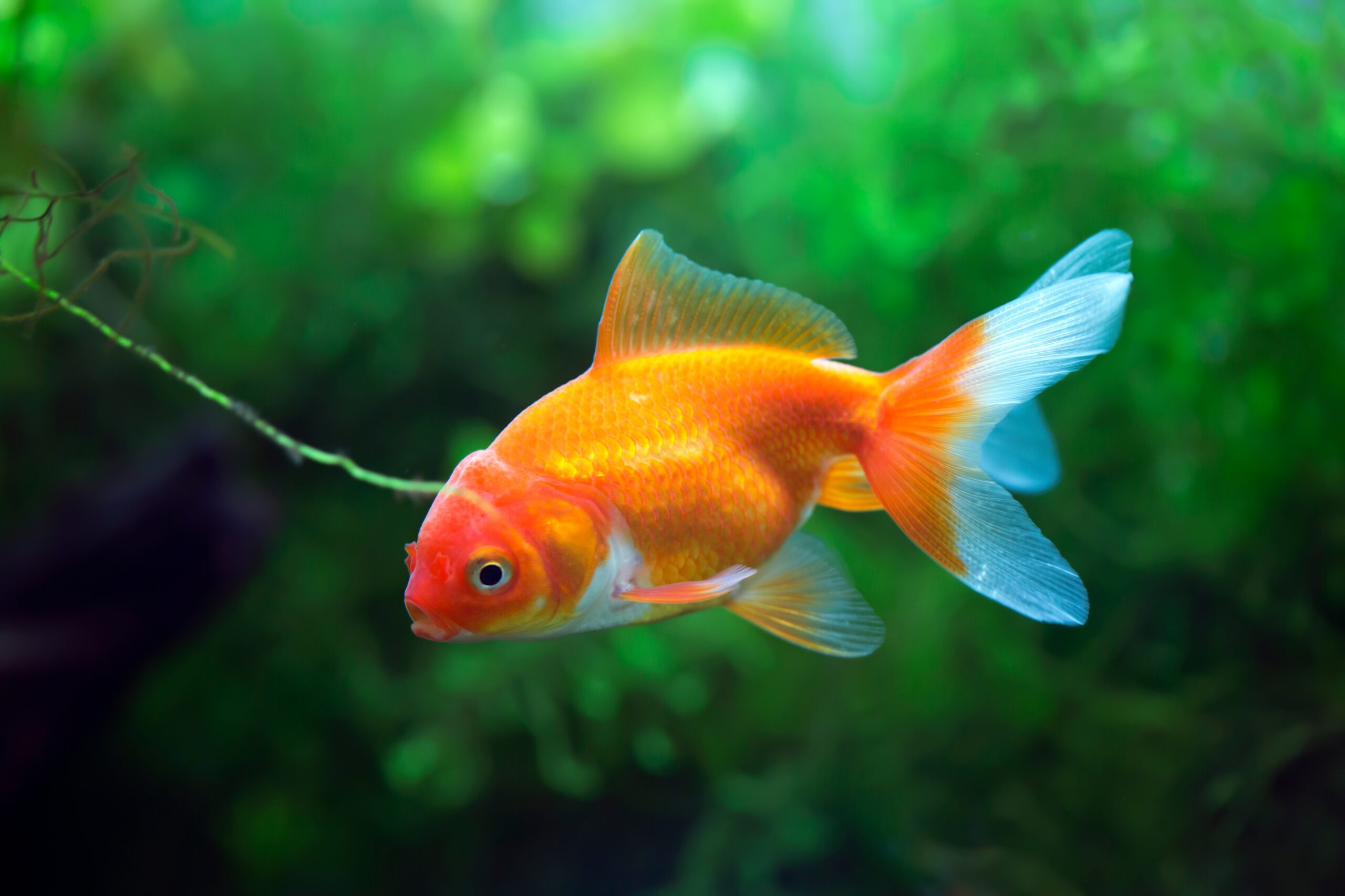 Red,Fantail,Goldfish,-,Carassius,Auratus