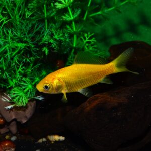 Common Goldfish