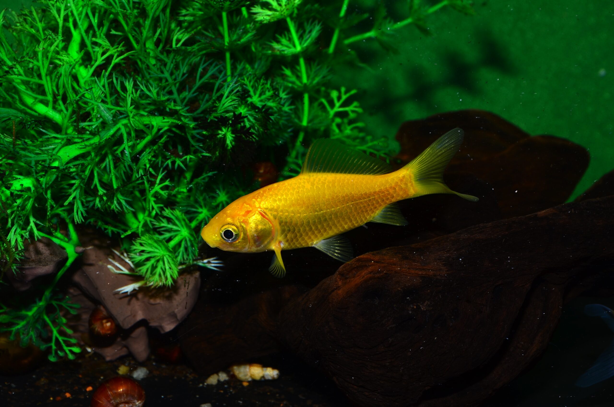 Goldfish,Of,The,Common,Breed,Carassius,Auratus,Of,Yellow,Color