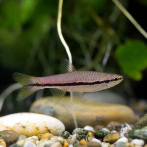 Brilliant Rasbora