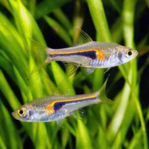 Glowlight Rasbora
