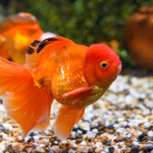Oranda Goldfish