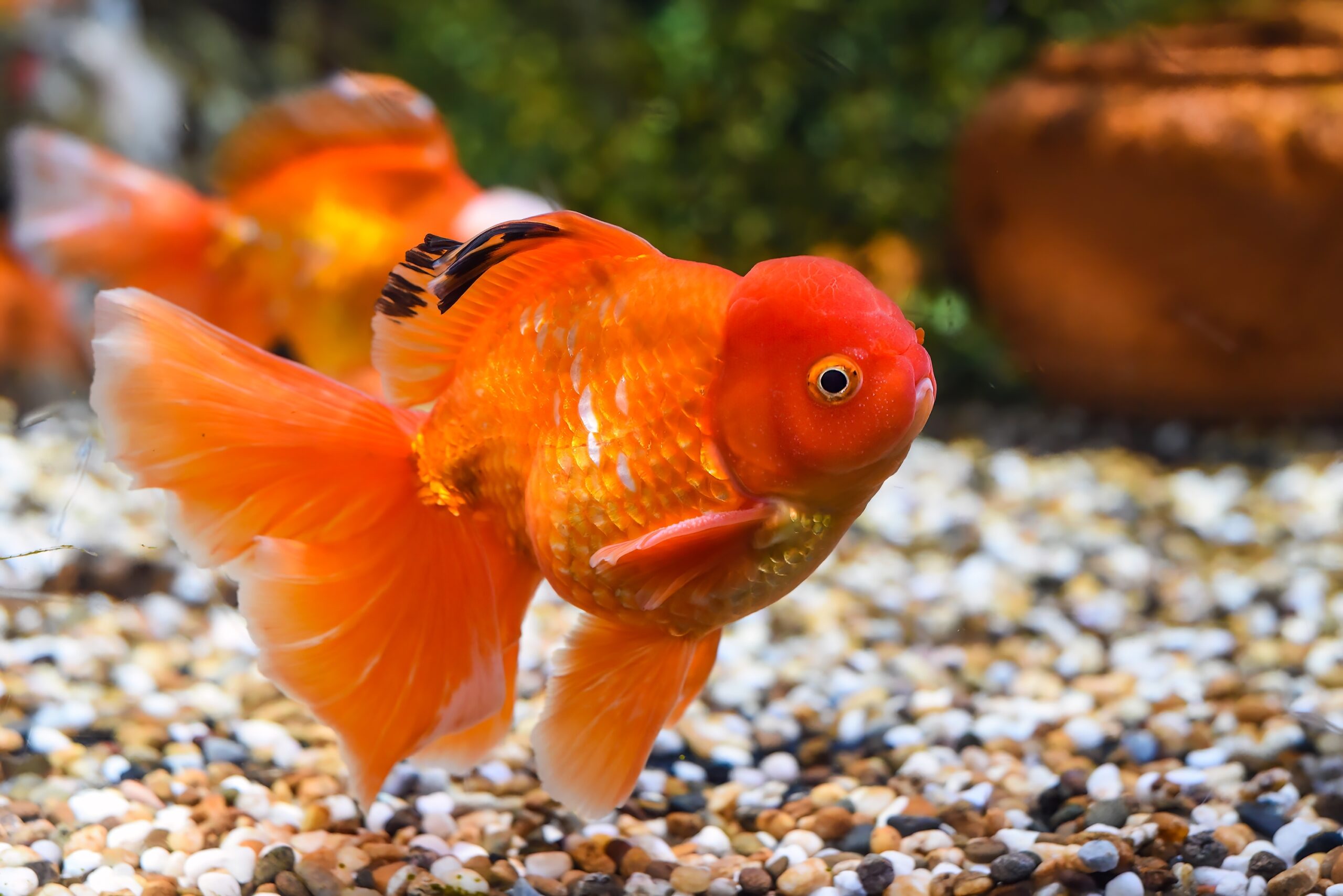 Orange,Oranda,Goldfish,In,Aquarium