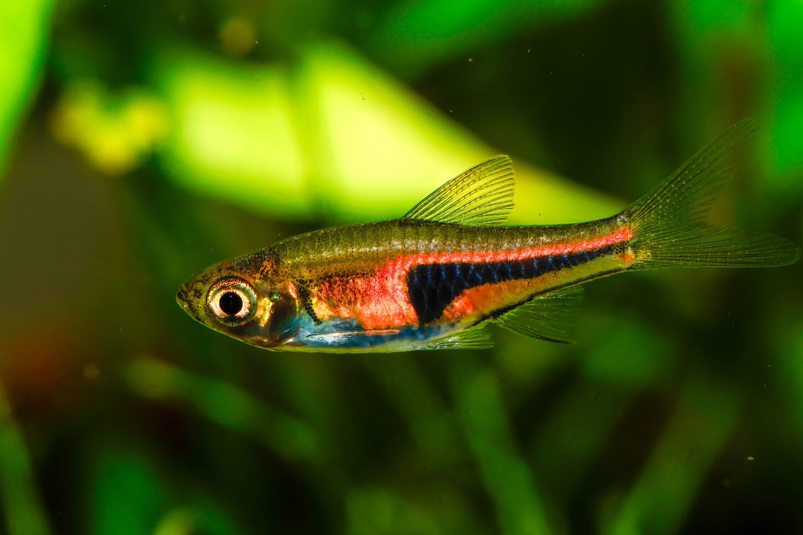 False,Harlequin,Rasbora,,Lambchop,Rasbora,,Scientific,Name,Is,Trigonostigma,Espei,