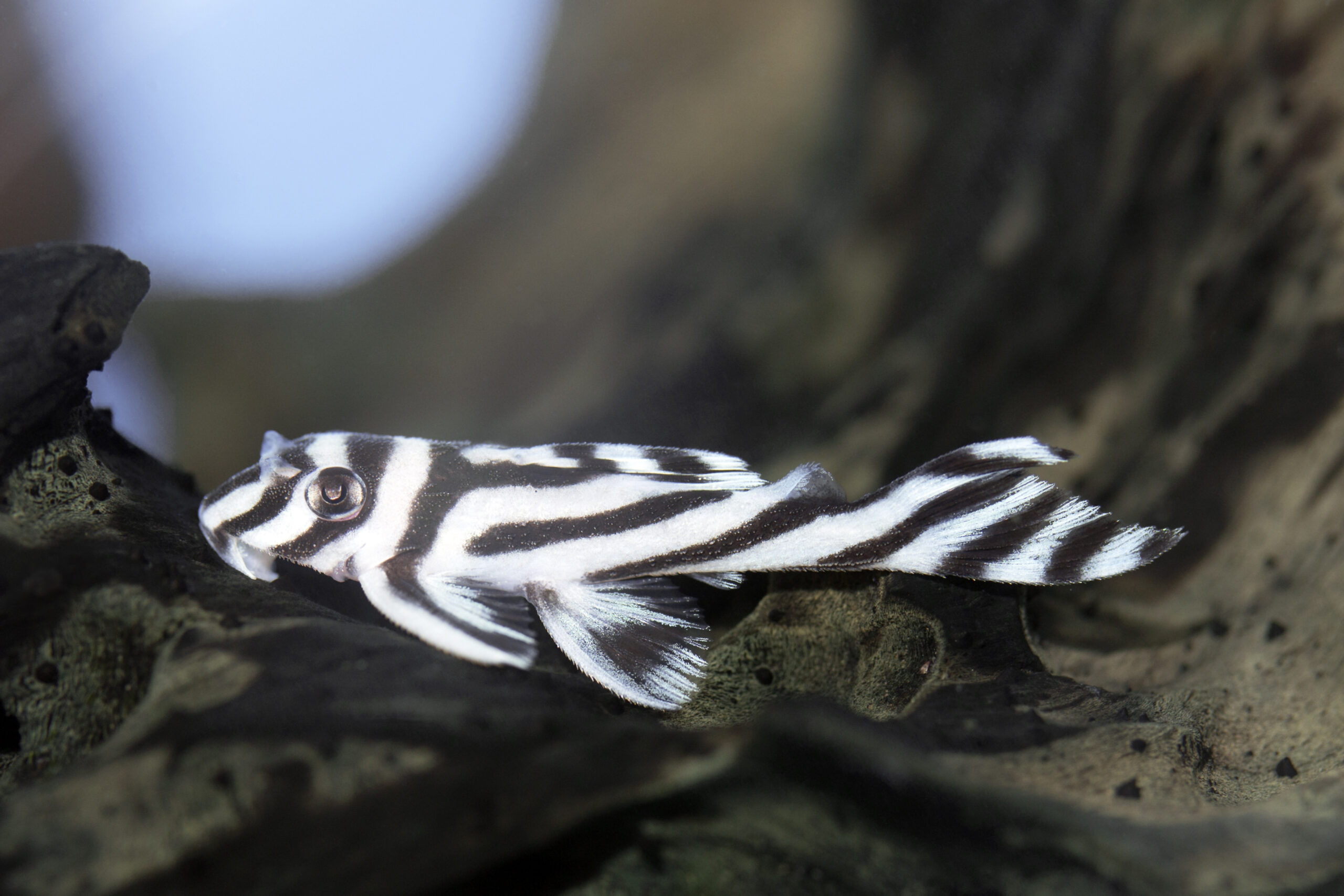 Hypancistrus,Zebra