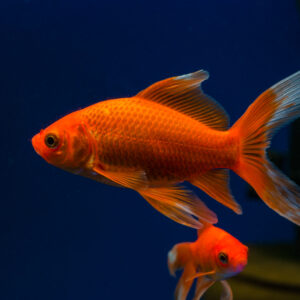 Comet Goldfish