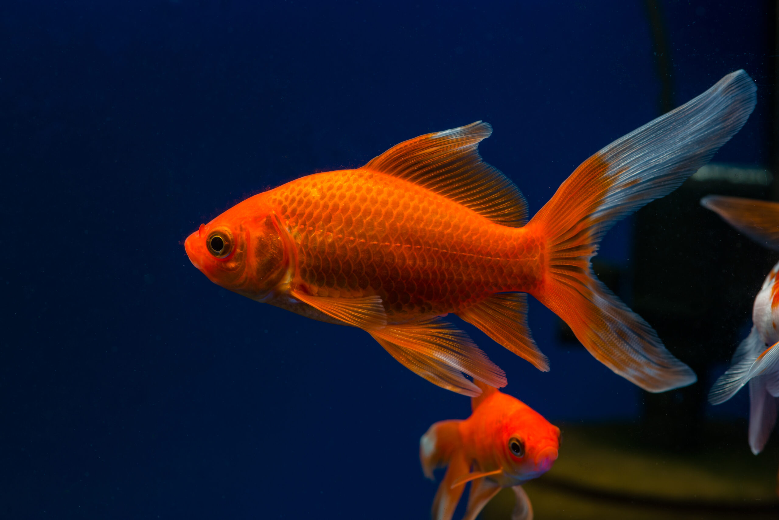 Comet,Goldfish,(carassius,Aurastus,Comet)