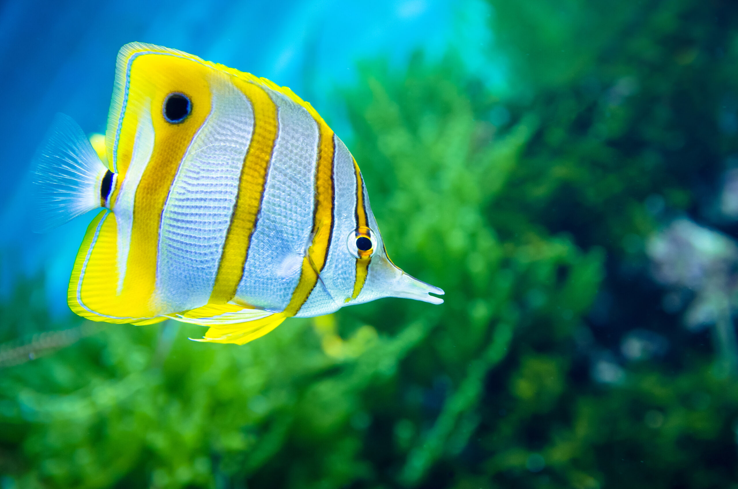 Copperband,Butterflyfish,(chelmon,Rostratus)