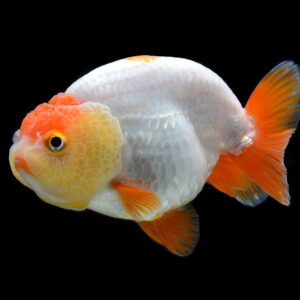 Ranchu Goldfish