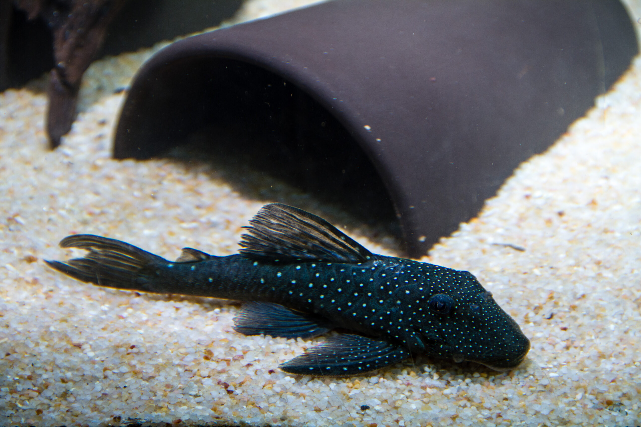 Blue,Phantom,Pleco,(hemiancistrus,Sp.,L128)
