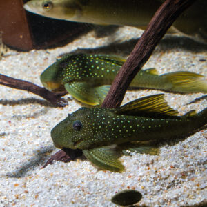 L200 Green Phantom Pleco