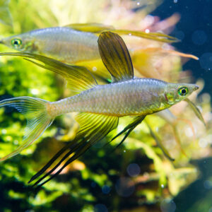 Threadfin Rainbowfish